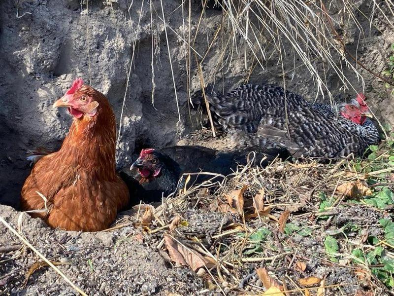 Ferienwohnung Stockrose Middelhagen Dış mekan fotoğraf